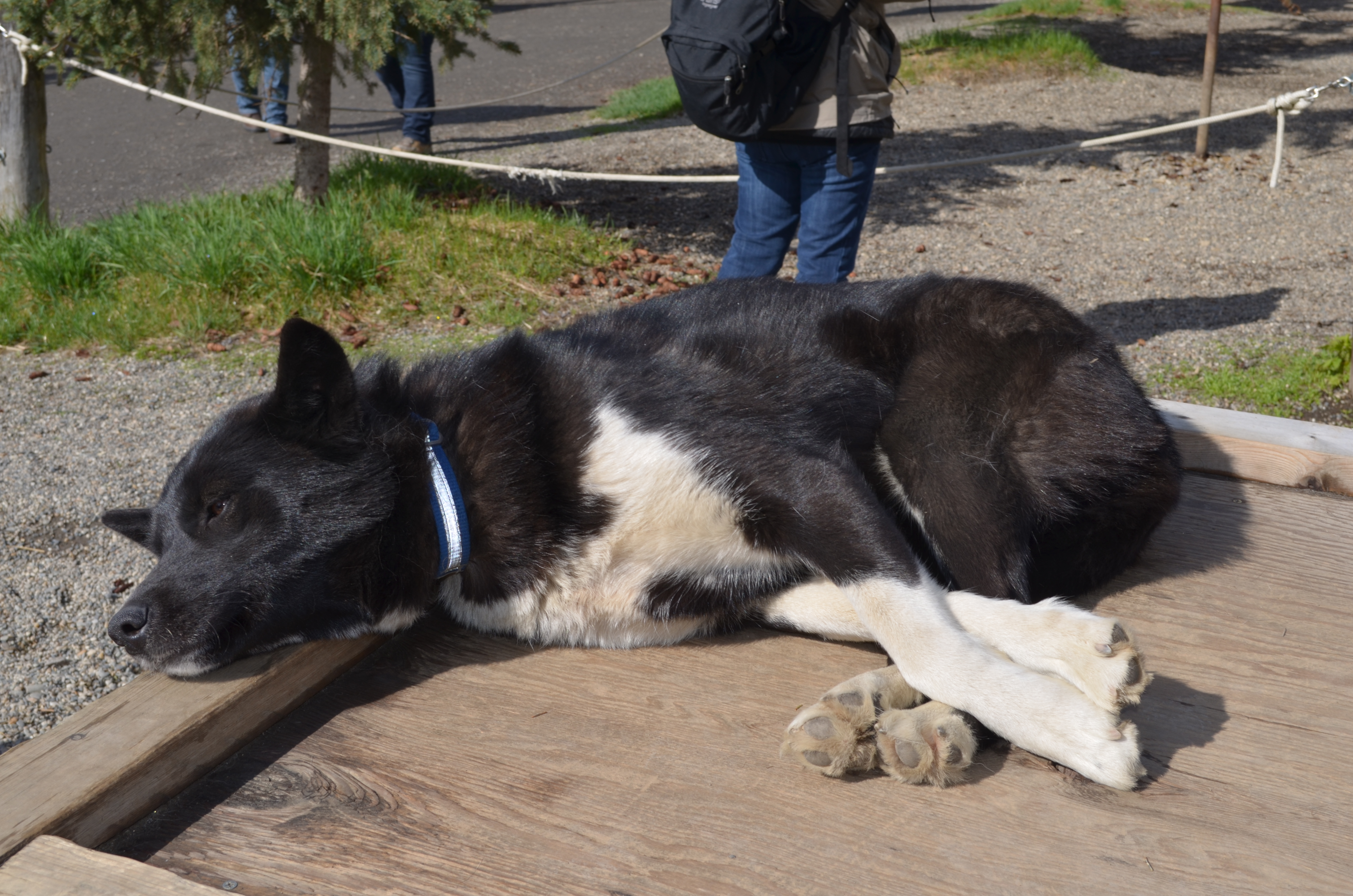 ./2017/08 - Alaska Cruise/03 - Denali/DSC_0287.JPG